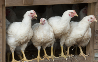 Passage au risque influenza aviaire au niveau élevé